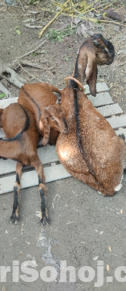 ছাগল উন্নত জাতের ছাগল সাত পিস